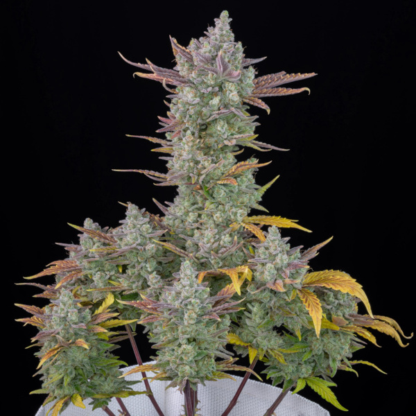 Gorilla Cookies Samonakvétací (FastBuds) feminizovaná