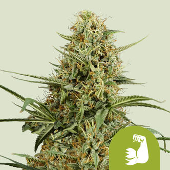 HulkBerry Samonakv&eacute;tac&iacute; (Royal Queen Seeds) feminizovan&aacute;