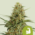 HulkBerry Samonakvétací (Royal Queen Seeds) feminizovaná