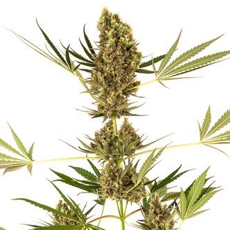 Alpine Delight CBD Samonakv&eacute;tac&iacute; (Sensi Seeds) feminizovan&aacute;