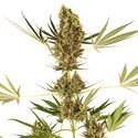 Alpine Delight CBD Samonakvétací (Sensi Seeds) feminizovaná