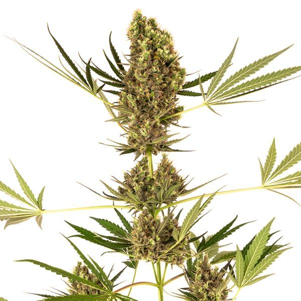 Alpine Delight CBD Samonakvétací (Sensi Seeds) feminizovaná
