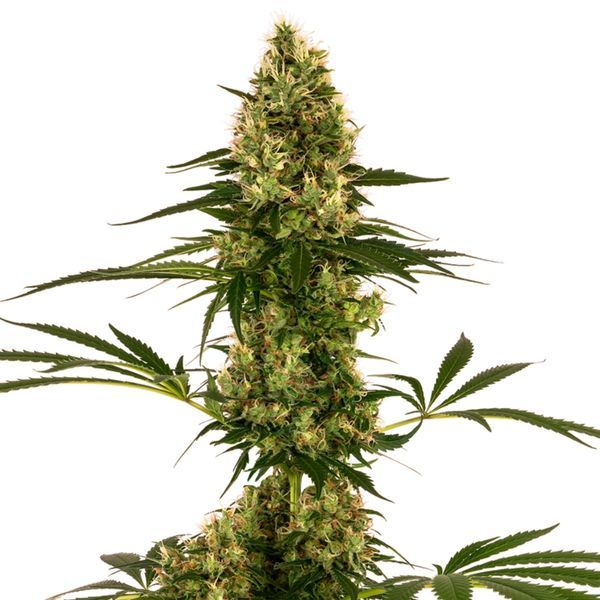Blue Bullet Auto (Sensi Seeds) feminizovaná