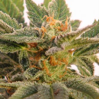 Kritic Samonakv&eacute;tac&iacute; (Kannabia) feminizovan&aacute;