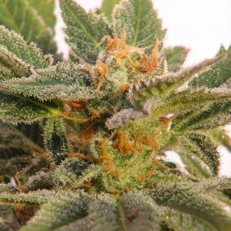 Kritic Samonakv&eacute;tac&iacute; (Kannabia) feminizovan&aacute;