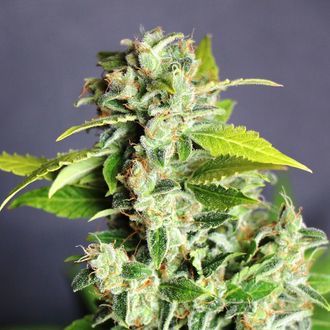 Mikromachine Samonakvétací (Kannabia) feminizovaná