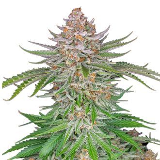 Strawberry Pie Samonakv&eacute;tac&iacute; (FastBuds) feminizovan&aacute;