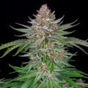 Strawberry Pie Samonakvétací (FastBuds) feminizovaná