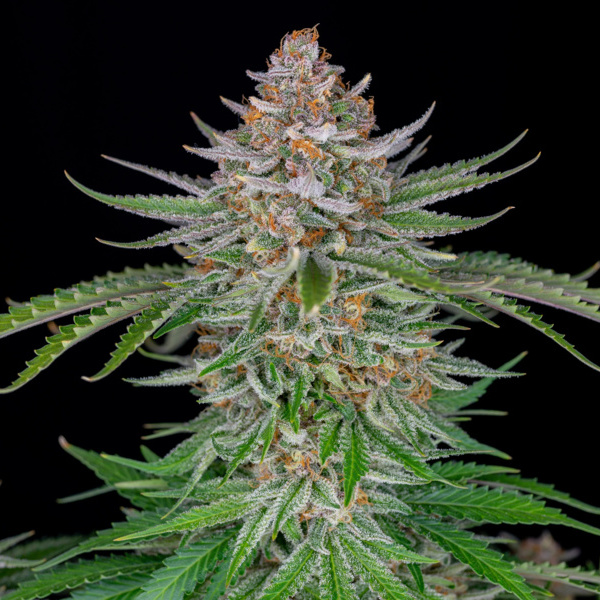 Strawberry Pie Samonakvétací (FastBuds) feminizovaná