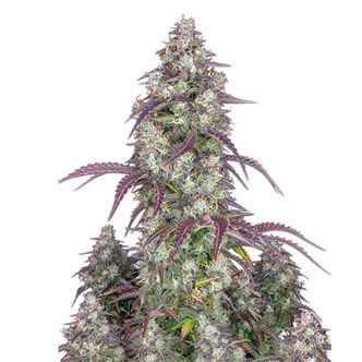 Lemon Pie Samonakv&eacute;tac&iacute; (FastBuds) feminizovan&aacute;