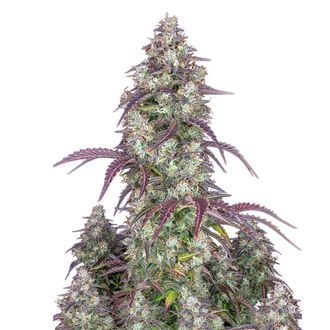 Lemon Pie Samonakv&eacute;tac&iacute; (FastBuds) feminizovan&aacute;