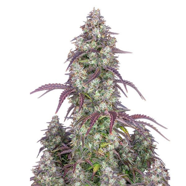 Lemon Pie Samonakvétací (FastBuds) feminizovaná