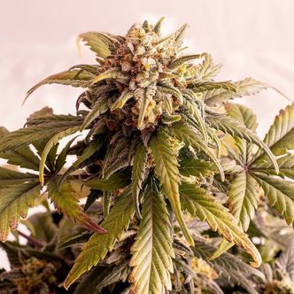 Speedy Boom Auto (Kannabia) feminizovan&aacute;