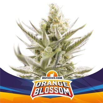 Orange Blossom XXL Samonakv&eacute;tac&iacute; (BSF Seeds) feminizovan&aacute;