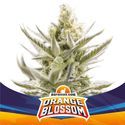 Orange Blossom XXL Samonakvétací (BSF Seeds) feminizovaná