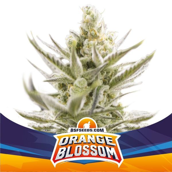 Orange Blossom XXL Samonakvétací (BSF Seeds) feminizovaná