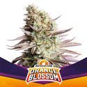 Orange Blossom (BSF Seeds) feminizovaná