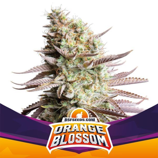 Orange Blossom (BSF Seeds) feminizovaná