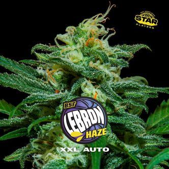 Lebron Haze XXL Samonakv&eacute;tac&iacute; (BSF Seeds) feminizovan&aacute;
