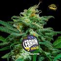 Lebron Haze XXL Samonakvétací (BSF Seeds) feminizovaná