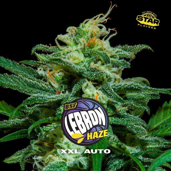 Lebron Haze XXL Samonakvétací (BSF Seeds) feminizovaná