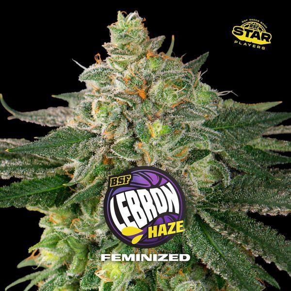 Lebron Haze (BSF Seeds) feminizovaná