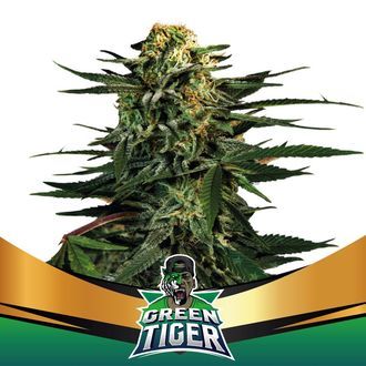 Green Tiger (BSF Seeds) feminizovaná