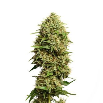 Fatkid&rsquo;s Cake (Amsterdam Genetics) feminizovan&aacute;