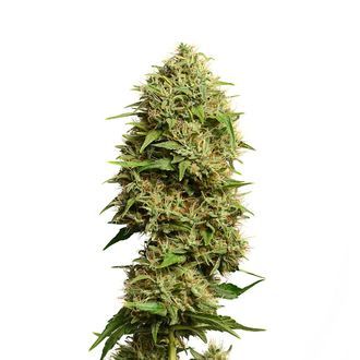 Fatkid&rsquo;s Cake (Amsterdam Genetics) feminizovan&aacute;