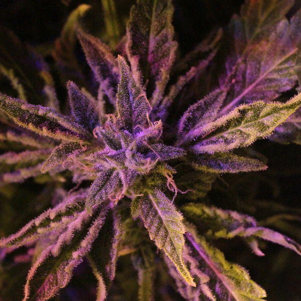 Doctor's Choice 1 Auto (Doctor's Choice) feminizovaná