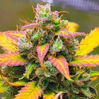 Strawberry Banana (BSB Genetics) feminizovan&aacute;