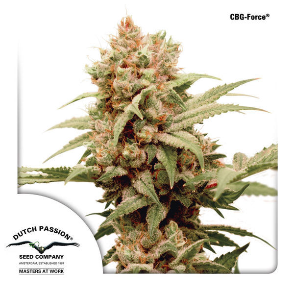 CBG-Force (Dutch Passion) feminizovaná