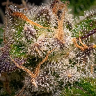 Runtz Samonakvétací (Zamnesia Seeds) feminizovaná