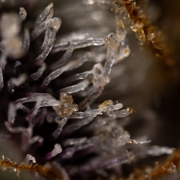 Runtz Samonakvétací (Zamnesia Seeds) feminizovaná