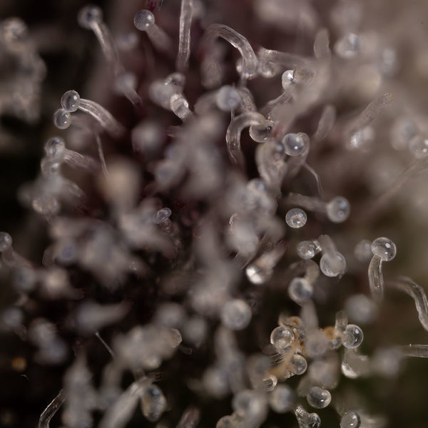 Runtz Samonakvétací (Zamnesia Seeds) feminizovaná