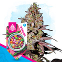 Runtz Samonakvétací (Zamnesia Seeds) feminizovaná