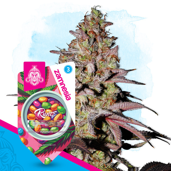 Runtz Samonakvétací (Zamnesia Seeds) feminizovaná