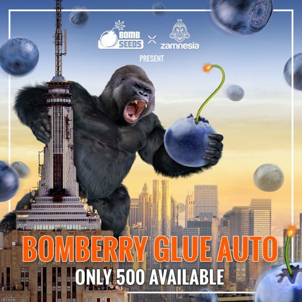Bomberry Glue Samonakvétací (Bomb Seeds x Zamnesia) feminizovaná