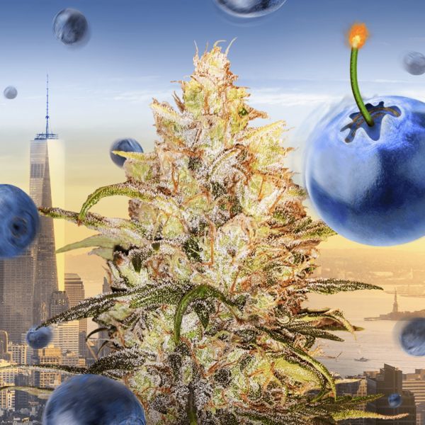 Bomberry Glue Samonakvétací (Bomb Seeds x Zamnesia) feminizovaná