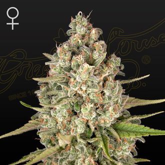 Lost Pearl (Greenhouse Seeds) feminizovan&aacute;