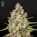 Lost Pearl (Greenhouse Seeds) feminizovaná