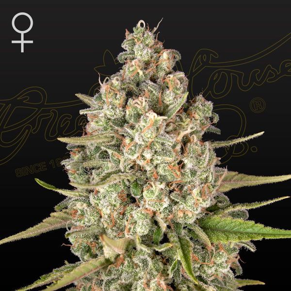 Lost Pearl (Greenhouse Seeds) feminizovaná