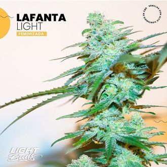 Lafanta Light (Light Buds) feminizovan&aacute;