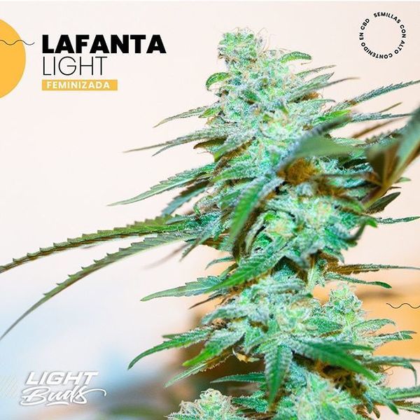 Lafanta Light (Light Buds) feminizovaná