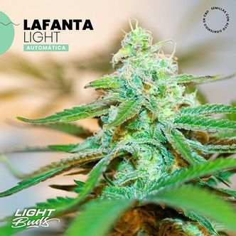 Lafanta Light Auto (Light Buds) feminizovan&aacute;