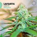 Lafanta Light Auto (Light Buds) feminizovaná