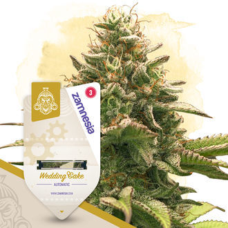 Wedding Cake Samonakvétací (Zamnesia Seeds) feminizovaná