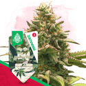 Wedding Cake Samonakvétací (Zamnesia Seeds) feminizovaná
