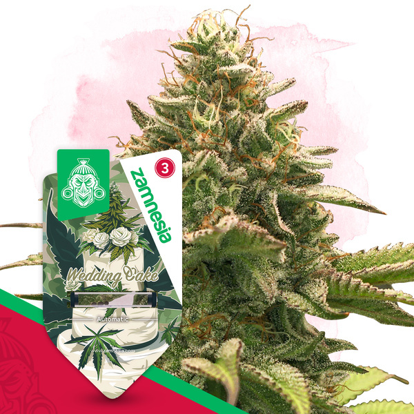 Wedding Cake Samonakvétací (Zamnesia Seeds) feminizovaná