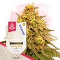 Wedding Cake (Zamnesia Seeds) feminizovaná